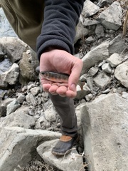 Salvelinus malma