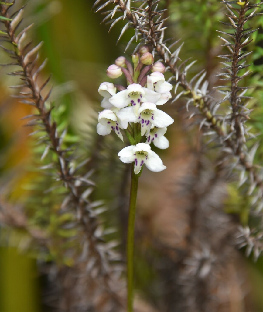 Cynorkis borbonica