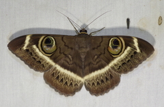 Cyligramma latona