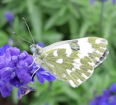 Pontia edusa