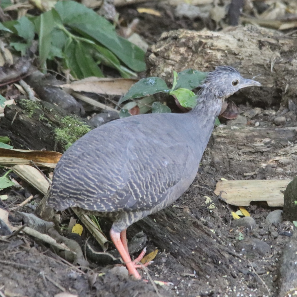 Black-capped Tinamou (CAVERNAS DEL REPECHÓN (GUÁCHAROS) COCHABAMBA ...