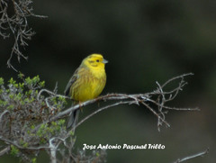 Emberiza citrinella caliginosa