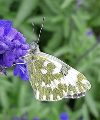 Pontia edusa