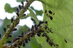 Aphis illinoisensis