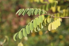 Robinia pseudoacacia