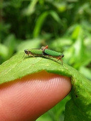 Versigonalia vermiculata