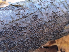 Rosellinia corticium