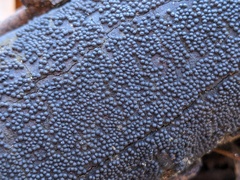 Rosellinia corticium