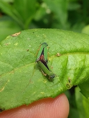 Versigonalia vermiculata