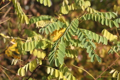 Robinia pseudoacacia