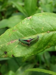 Versigonalia vermiculata