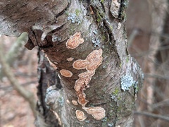 Cylindrobasidium evolvens