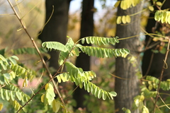 Robinia pseudoacacia