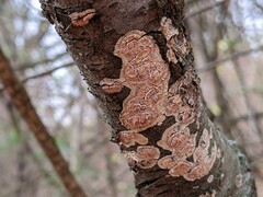 Cylindrobasidium evolvens