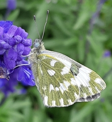 Pontia edusa