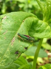 Versigonalia vermiculata