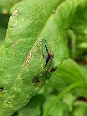 Versigonalia vermiculata
