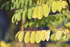 Robinia pseudoacacia