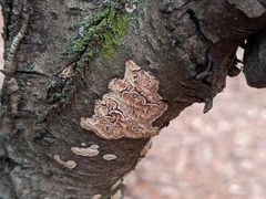 Cylindrobasidium evolvens