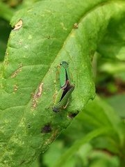 Versigonalia vermiculata