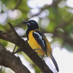 Icterus icterus