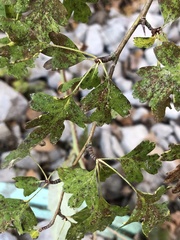 Crataegus monogyna