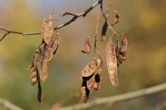Robinia pseudoacacia
