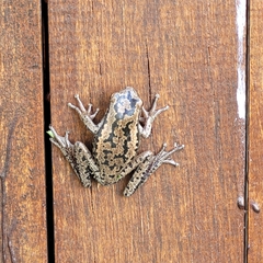 Boana pulchella