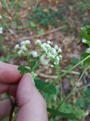 Schizomyia eupatoriflorae
