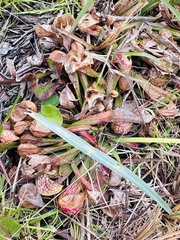 Sarracenia psittacina