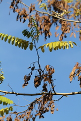 Robinia pseudoacacia