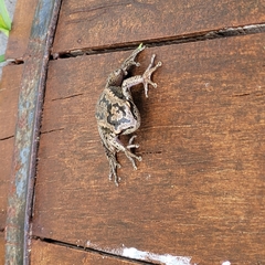 Boana pulchella