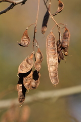 Robinia pseudoacacia