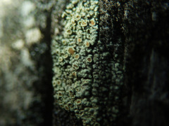 Lecanora varia