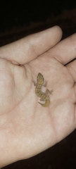 Microgecko helenae