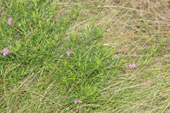 Lythrum californicum