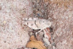 Cibolacris parviceps