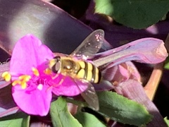 Metasyrphus