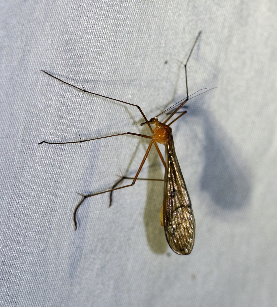 Bittacus montanus