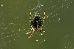 Araneus diadematus
