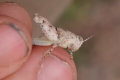 Cibolacris parviceps