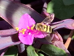 Metasyrphus