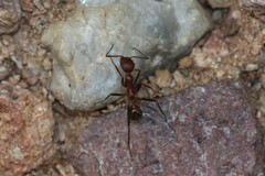Novomessor albisetosus