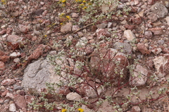Tidestromia lanuginosa