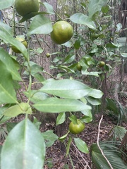 Citrus