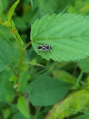 Ochrostomus pulchellus