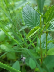 Ochrostomus pulchellus