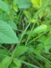 Ochrostomus pulchellus