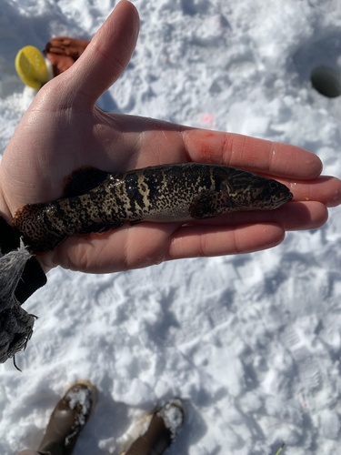 Alaska blackfish (Dallia pectoralis) — Umbridae — 5