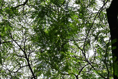 Albizia julibrissin mollis